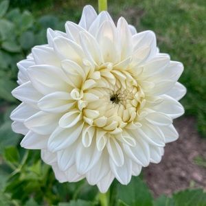 Blizzard Dahlia tuber